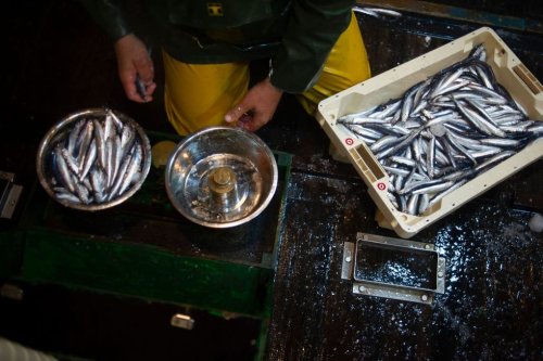 How swapping red meat for anchovies and sardines could save 750,000 lives