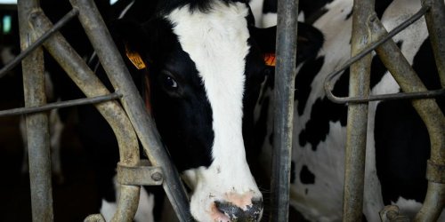 Minnesota Republican cites fear of cows in voting against new gun safety bill