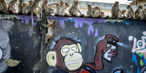 Law and disorder as Thai police station comes under monkey attack