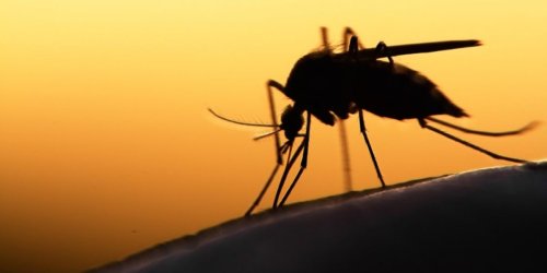 Viruses can change your scent to make you more attractive to mosquitoes, new research in mice finds