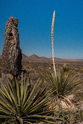 Bar Cart: Sotol La Higuera Dasylirion Wheeleri