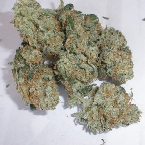 Buy Cannalope Haze Marijuana - rcchemic.com
