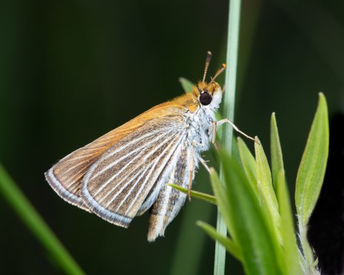 Conservation group releases critically endangered butterflies reared in zoo