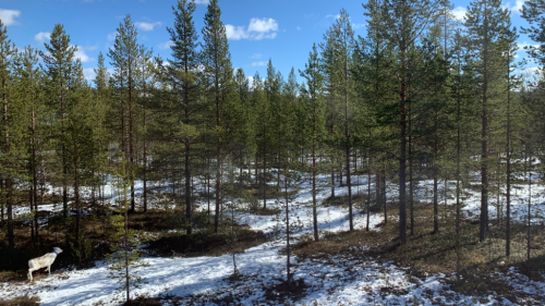 March brought milder-than-usual weather to Lapland