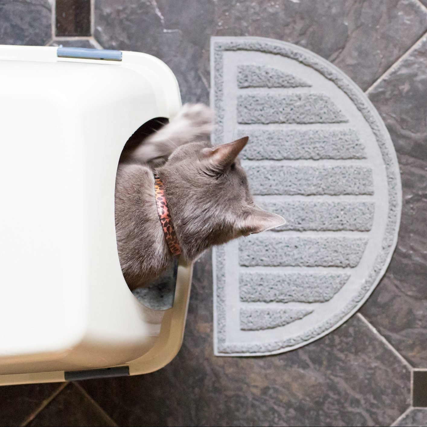 7 Best Self-Cleaning Litter Boxes for Your Home