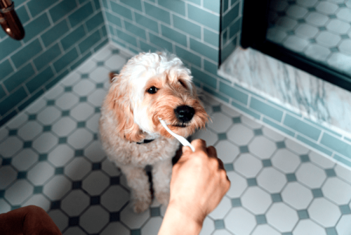 How to Clean Your Dog's Teeth