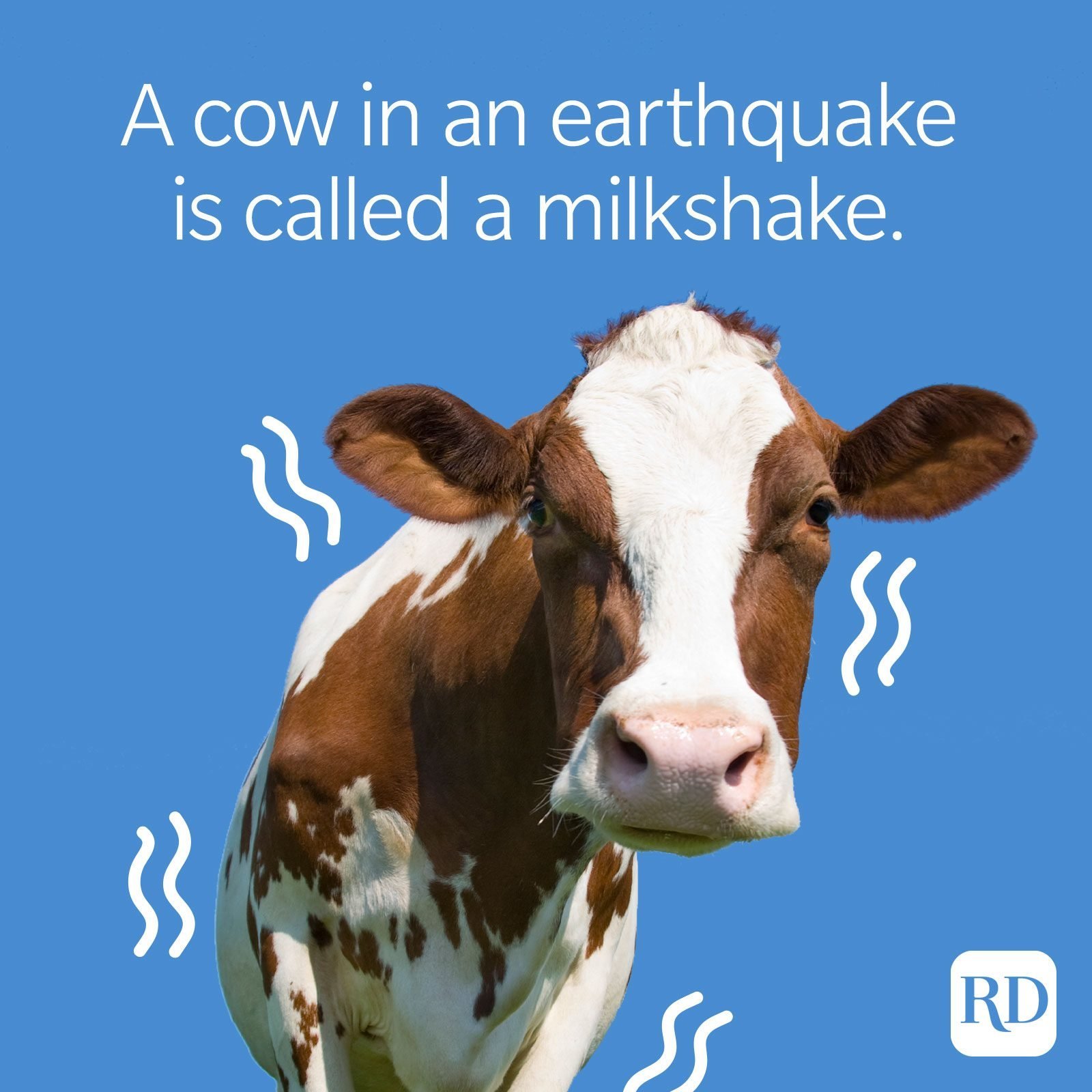 50 Cow Jokes That Will Make You Spit Up Your Milk