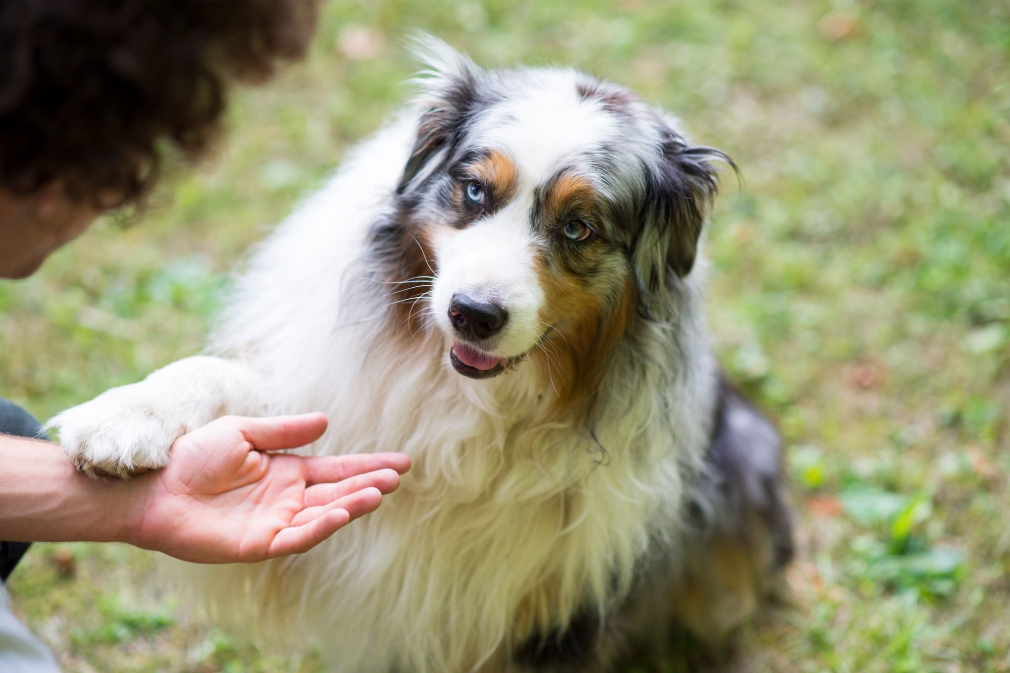 Why Do Dogs Put Their Paws on You?