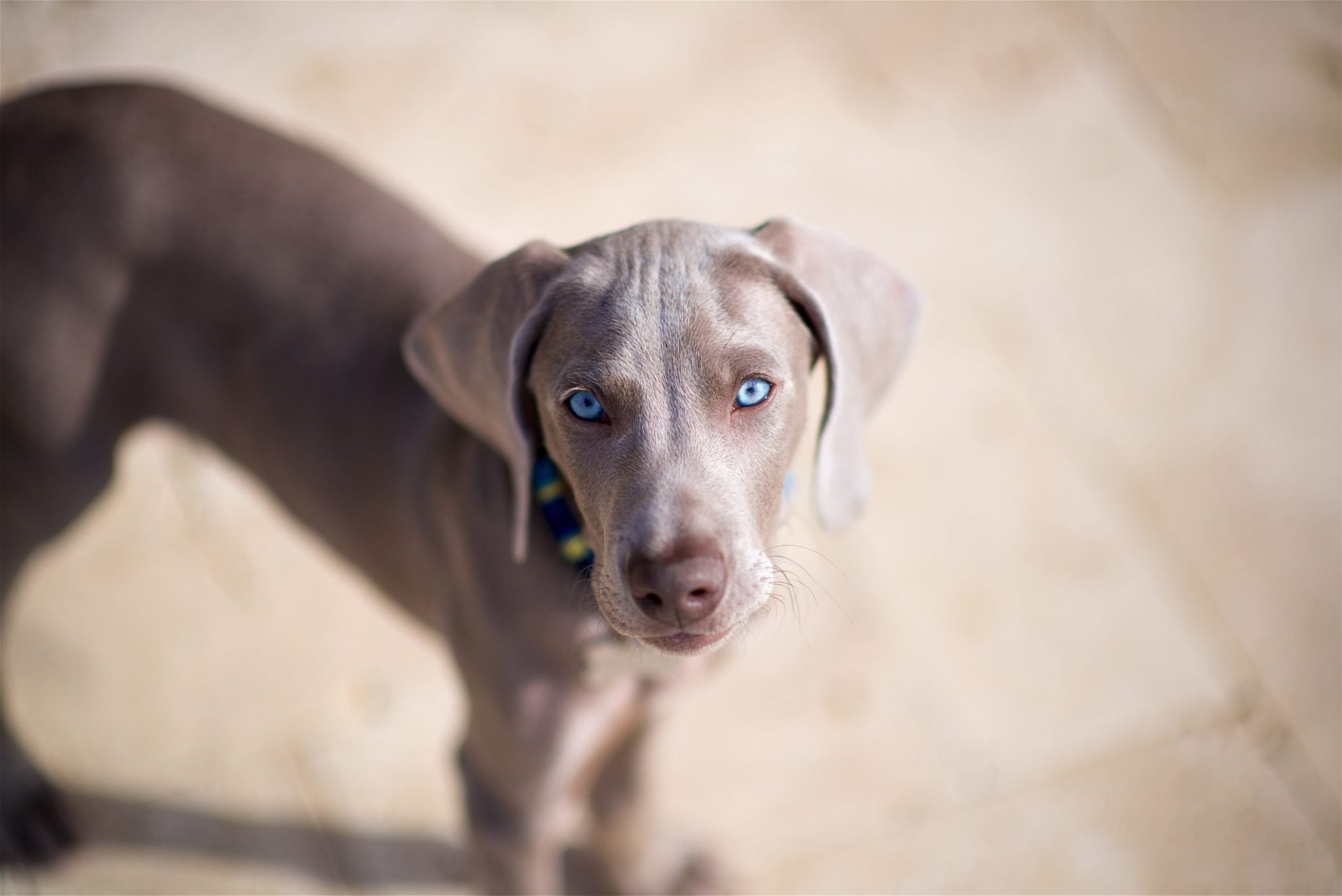 12 Dog Breeds with Beautiful Blue Eyes
