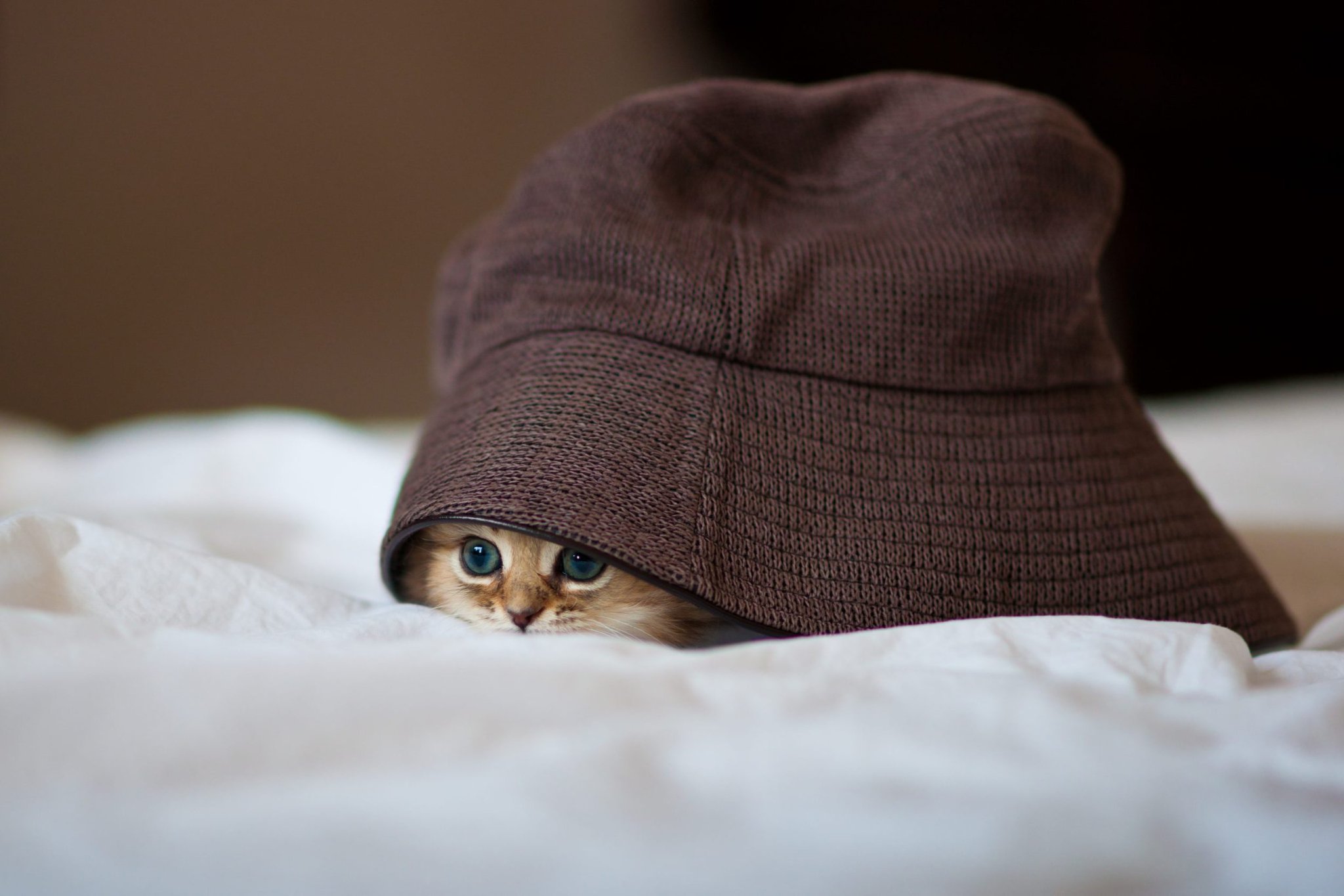 50 Cute Kitten Photos That Will Make You Melt