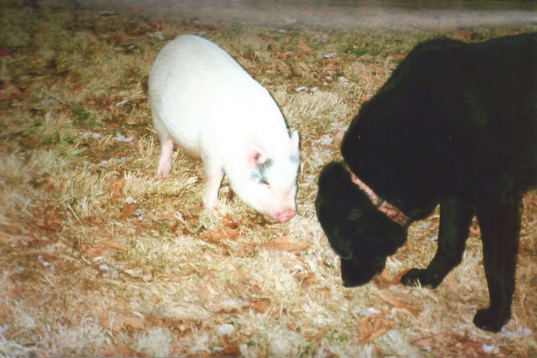 How One Pig Became a Town Mascot, and the Best Friend She Made Along the Way