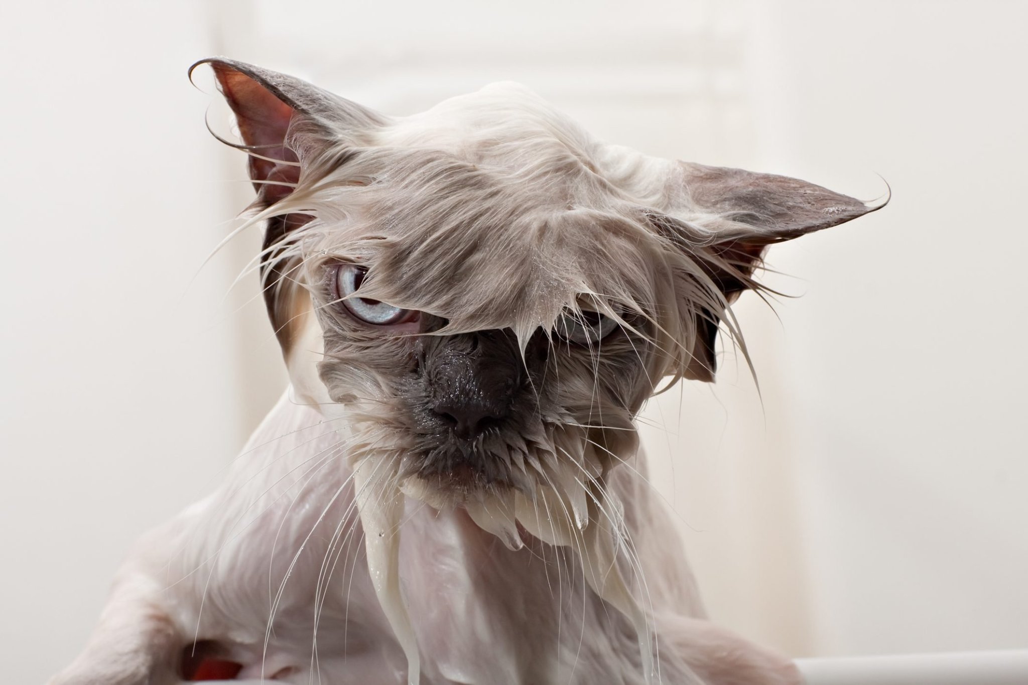 Why Do Cats Hate Water? 6 Reasons Your Cat Doesn't Like Getting Wet