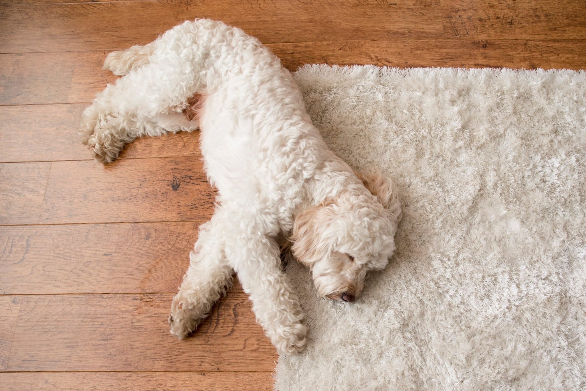 Why Do Dogs Circle Before Lying Down?