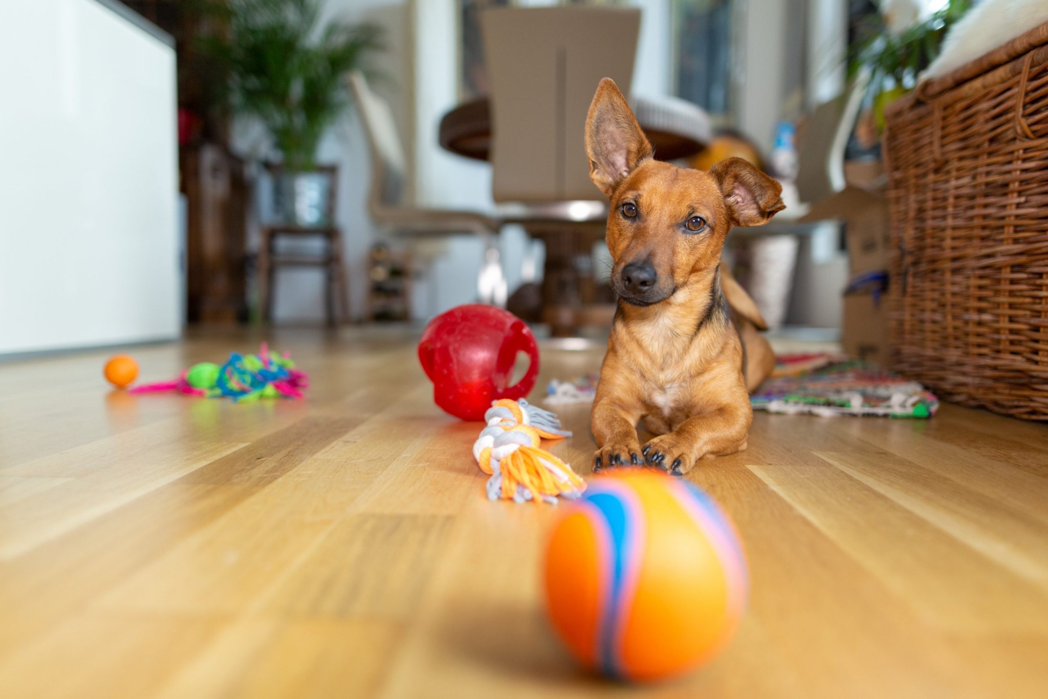 The 24 Best Dog Puzzle Toys for Bored Dogs