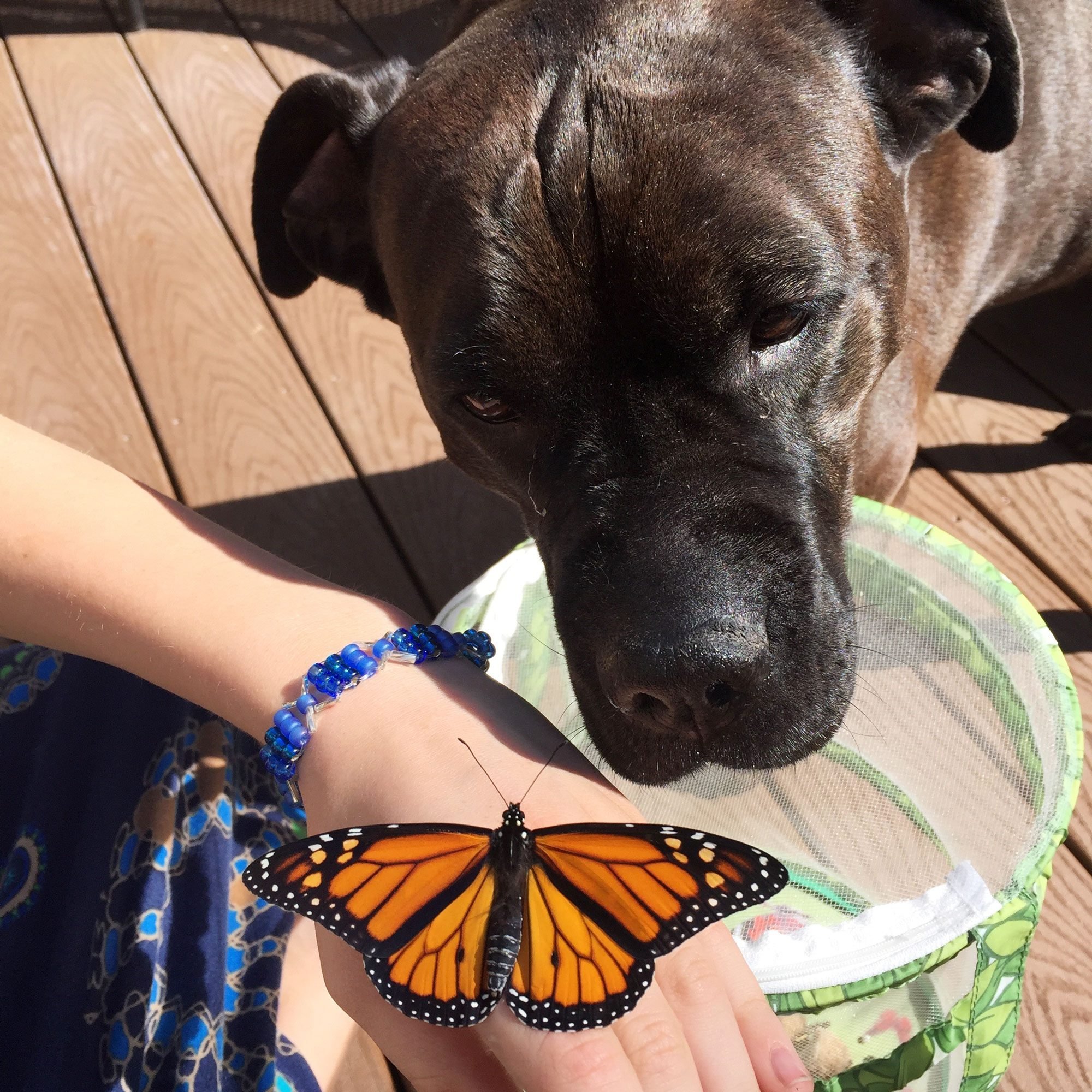 The Dog Who Took Monarch Butterflies Under Her Wing