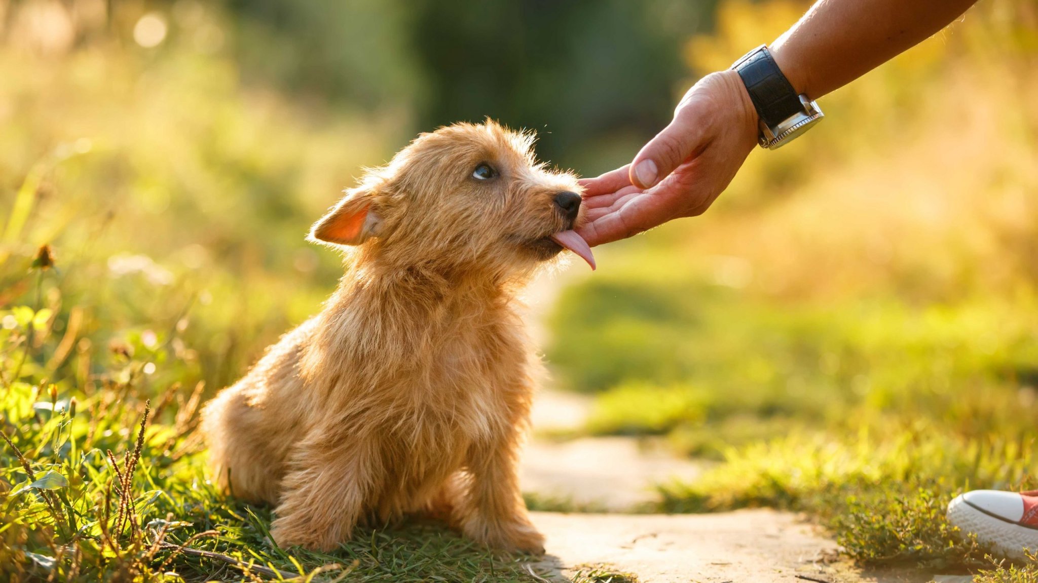 What Does It Mean When a Dog Licks You?