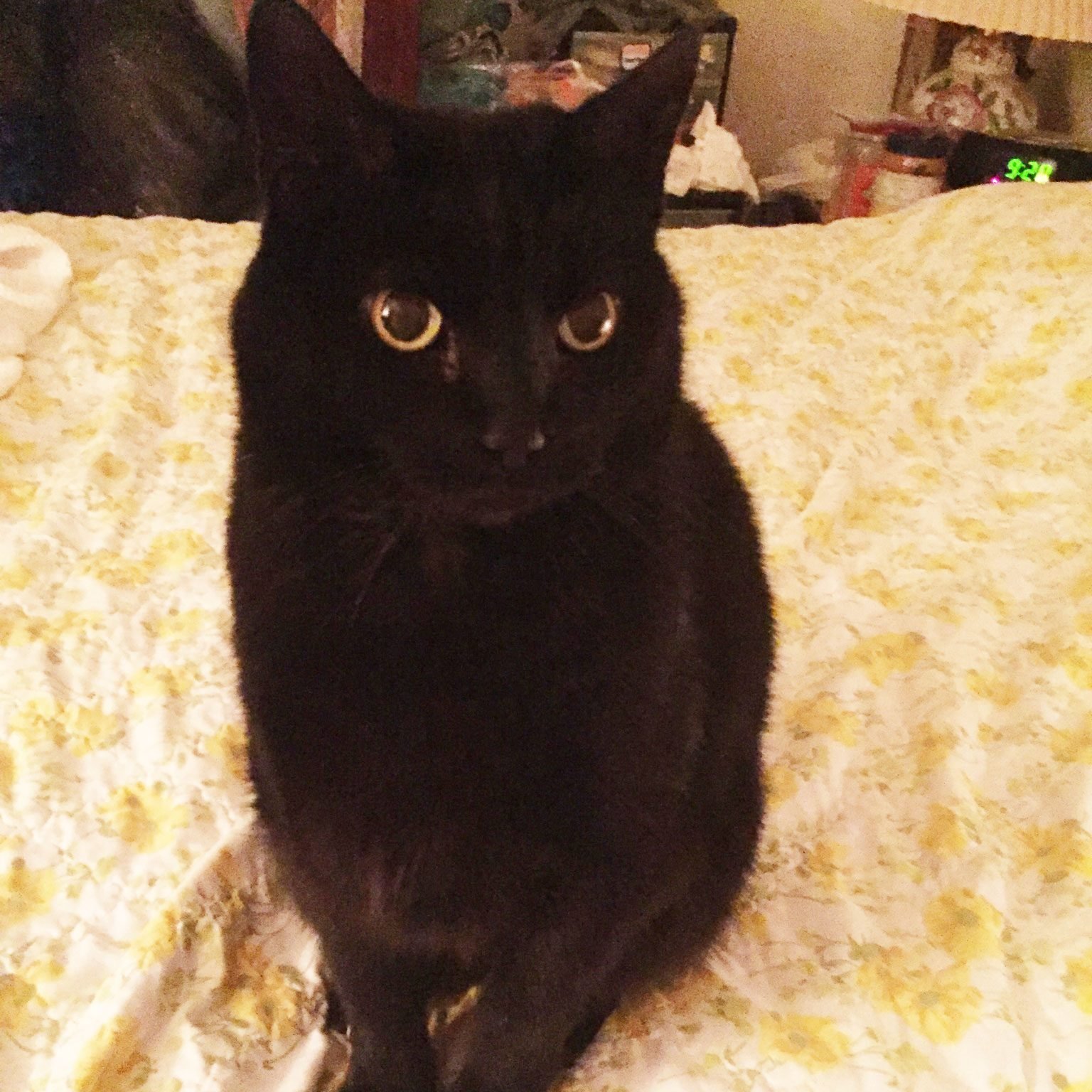 This Guardian Angel Cat Helped Save His Owner from a Life-Threatening Seizure