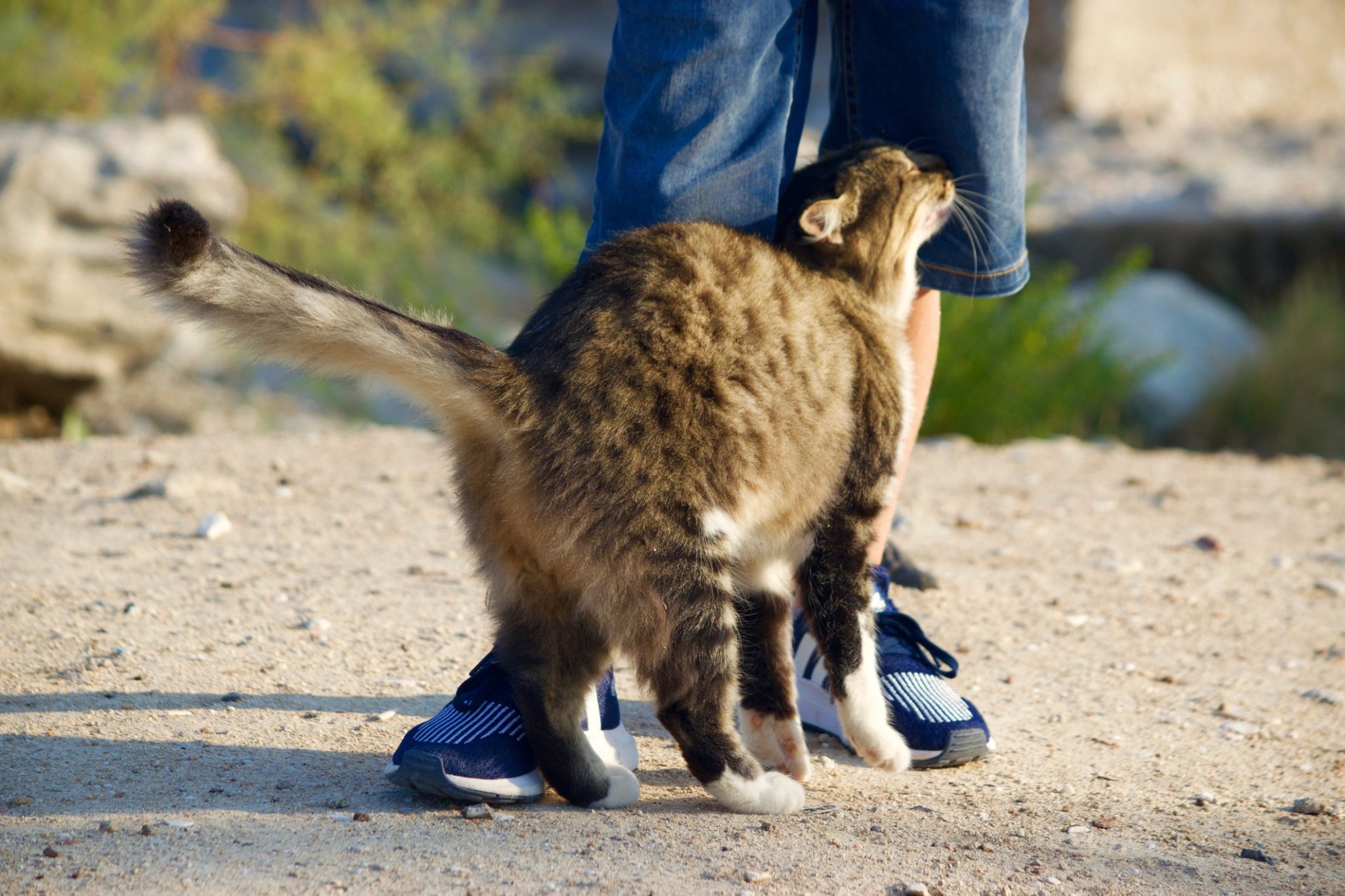 What Does it Mean When Your Cat Rubs Up Against You? Flipboard