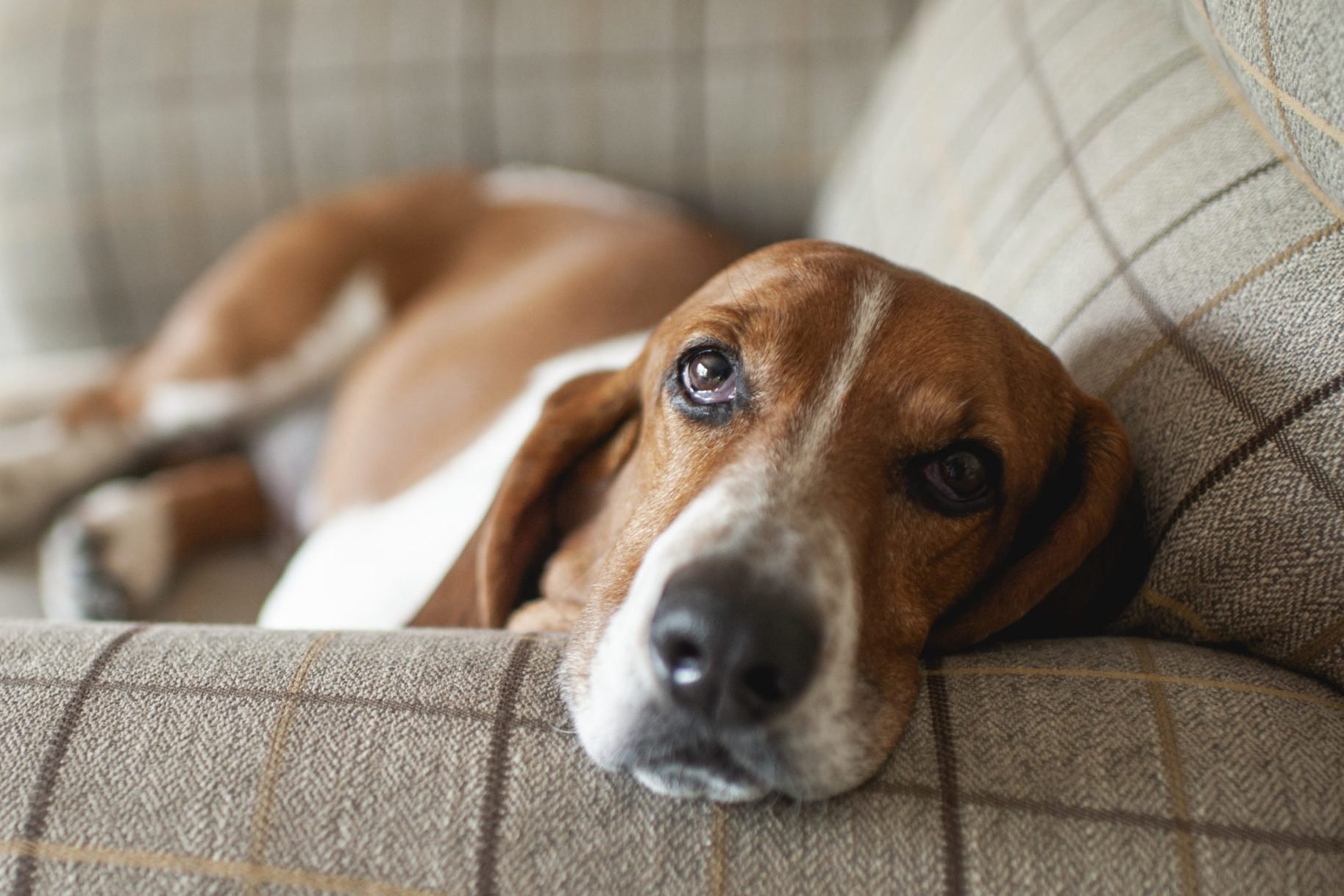 15 Lazy Dog Breeds That Are Expert Nappers