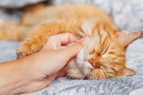 Where Do Cats Like to Be Petted?