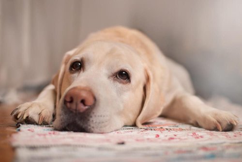 How Do I Know If My Dog is Sick?