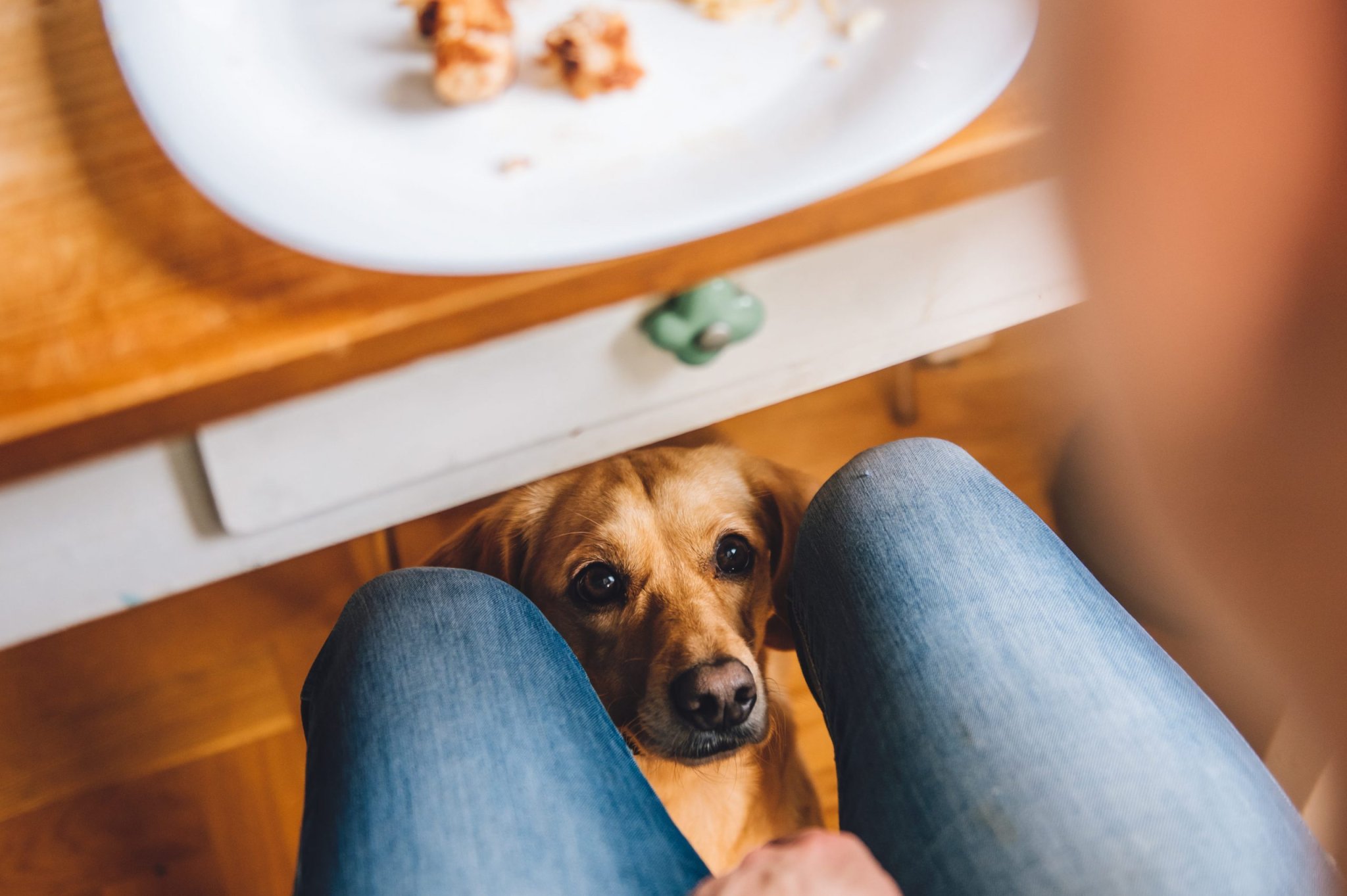 Why Does My Dog Stare at Me? Here Are the Reasons Behind All That Eye Contact