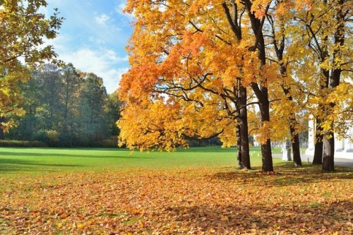 Why Americans say 'fall' and not 'autumn'