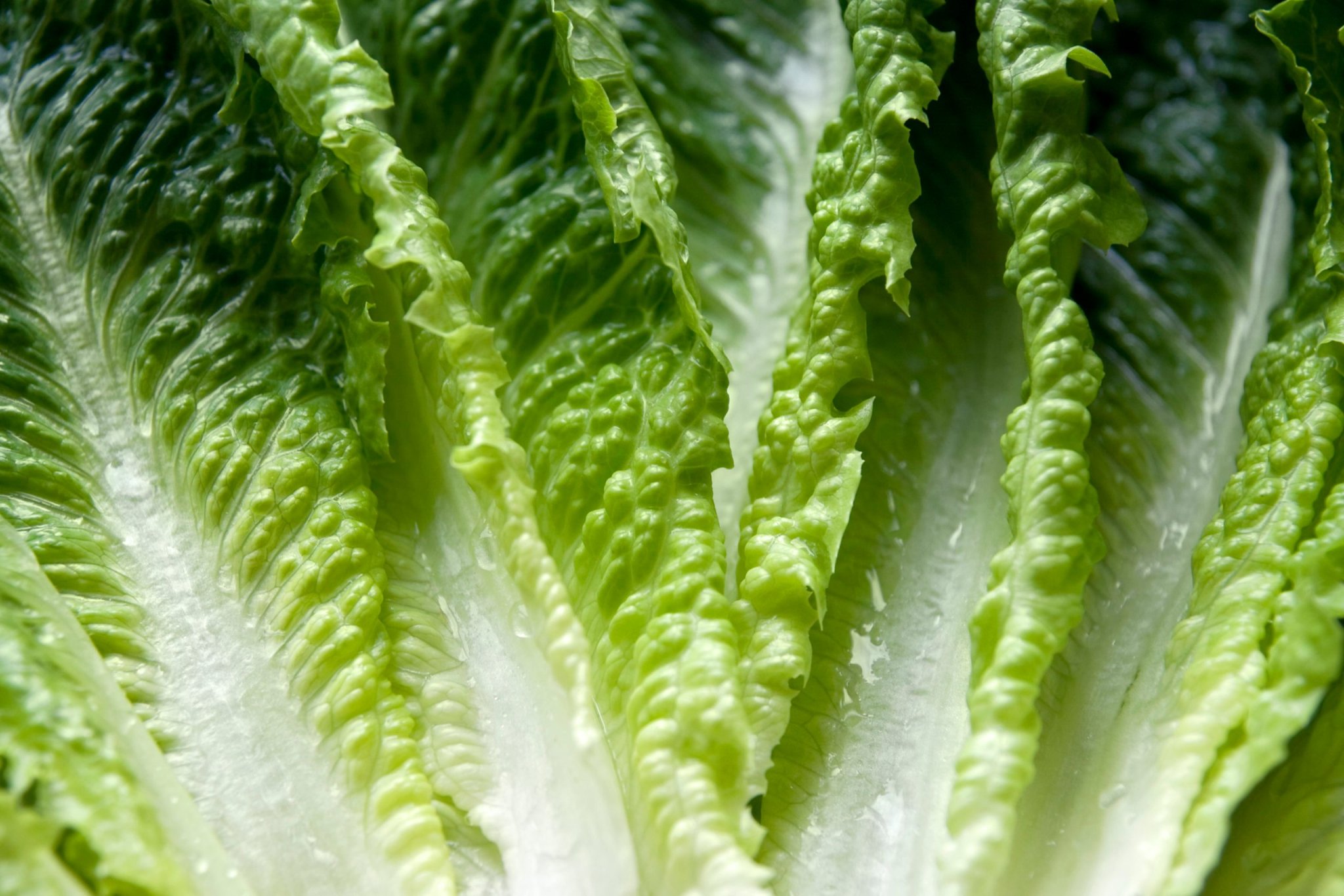 This Viral Video Shows You How to Cut Lettuce In 1 Second Flat