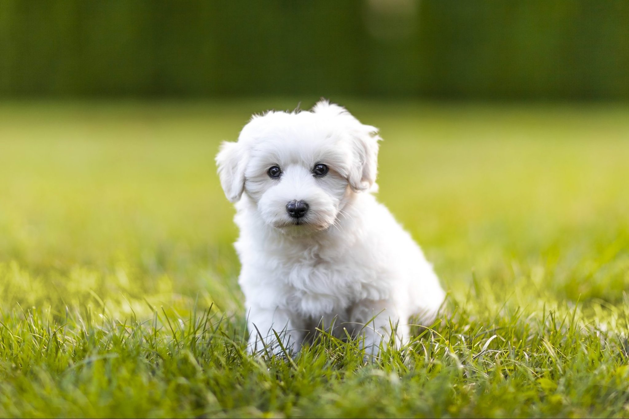 20 of the Cutest White Dog Breeds