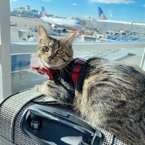 Flying with a Cat: 19 Things to Know Before Taking Your Pet on a Plane
