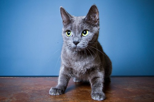 This Is Why Cats Are Afraid of Cucumbers