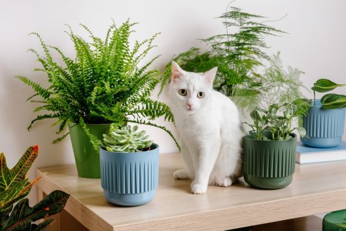 how-to-keep-cats-away-from-plants-and-protect-your-indoor-oasis-flipboard