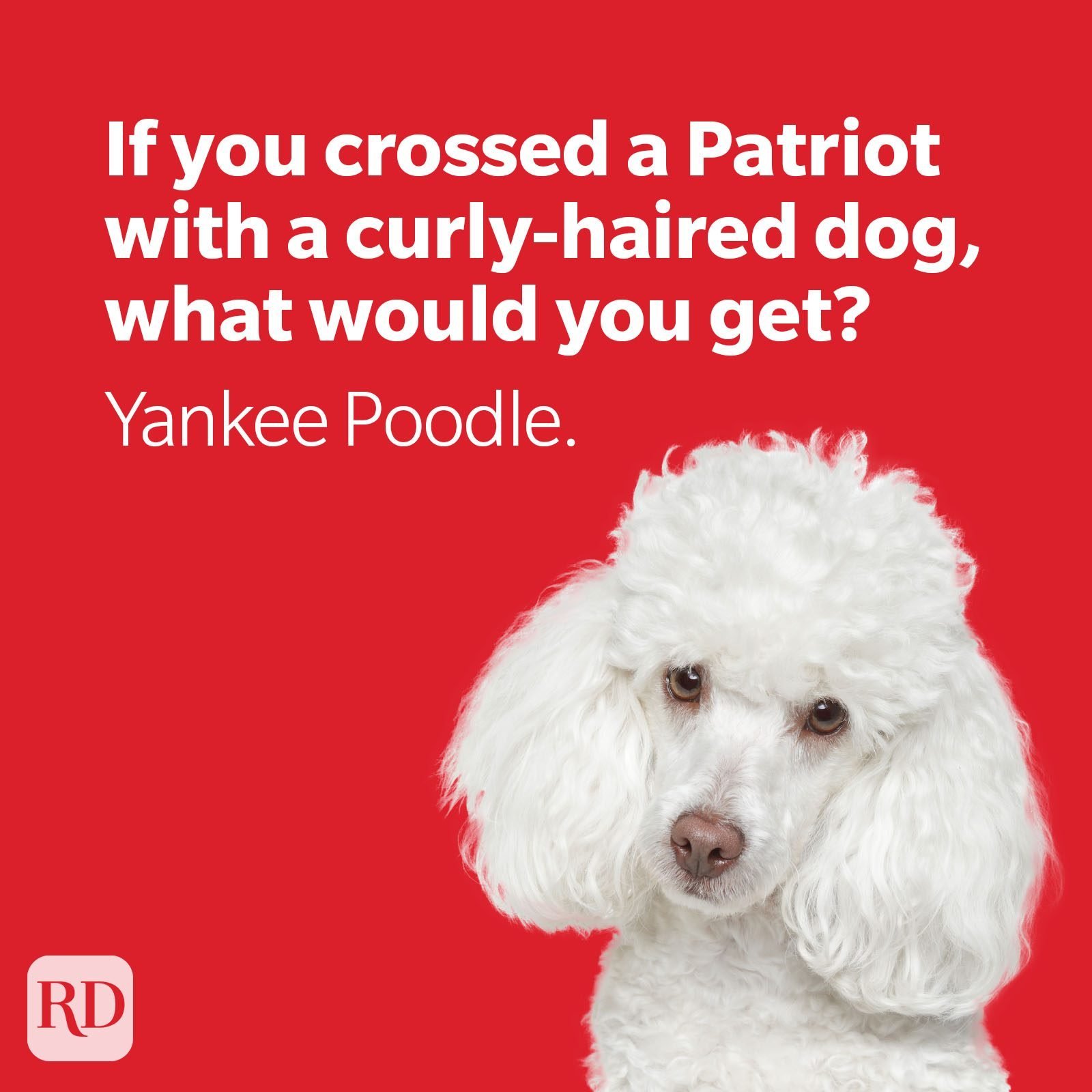 32 Amusing 4th of July Jokes to Share on Independence Day