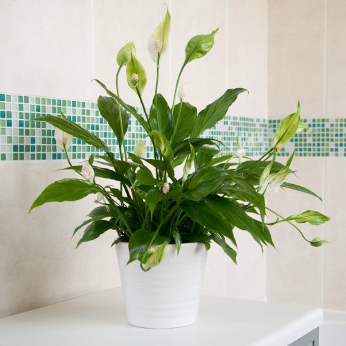 15 Best Bathroom Plants That Thrive in Humidity | Flipboard