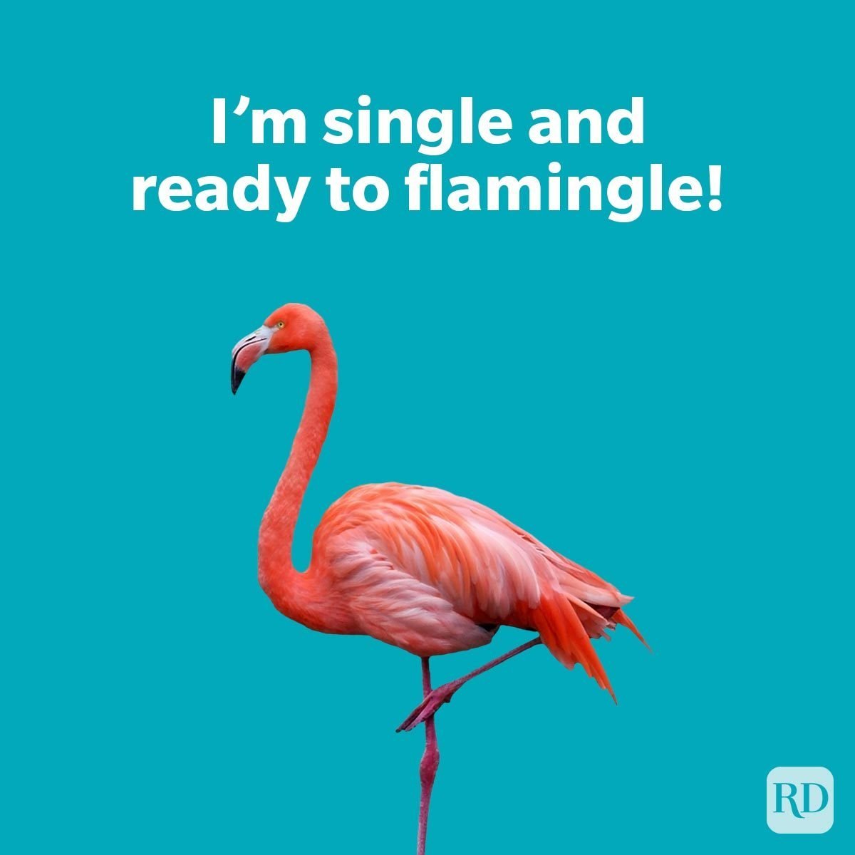 62 of the Best Animal Puns That Are Fur-Ever Funny