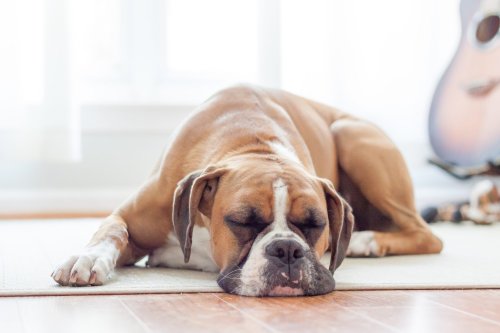 why-do-dogs-twitch-in-their-sleep-flipboard