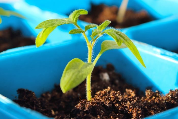 How to Grow Your Own Food: A Beginner's Guide