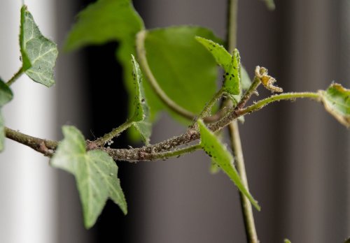 7 Common Houseplant Pests And How To Get Rid Of Them Safely | Flipboard