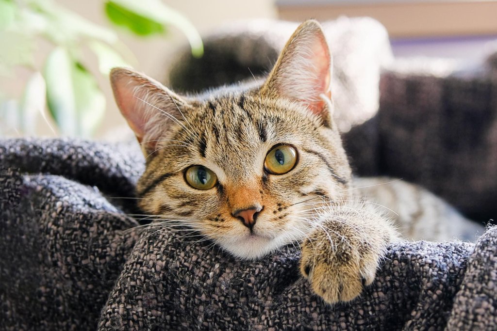 Everything Cats & Then Some