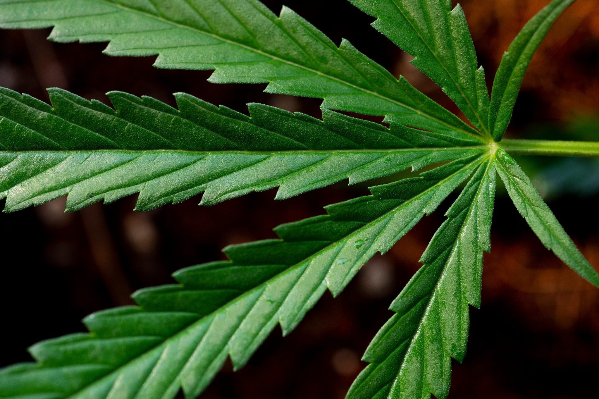 CBD vs. THC: What’s the Difference?