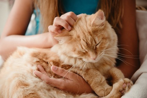 Why Does Your Cat Smell so Good?