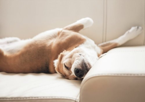 what-your-dog-s-sleeping-position-will-tell-you-flipboard