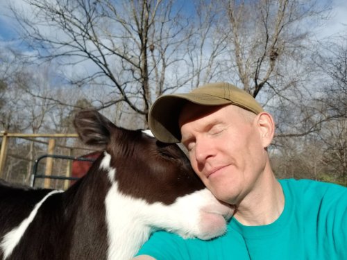 After This Man Rescued a Cow from a Dairy Farm, the Two Developed the Most Unbelievable Friendship