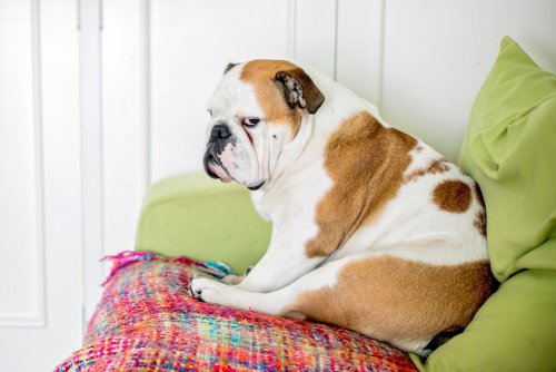 12 Ways You're Annoying a Dog Without Realizing It