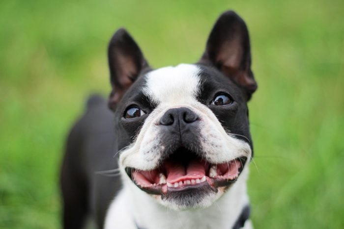 10 Adorable Black and White Dog Breeds That Are Too Cute to Ignore