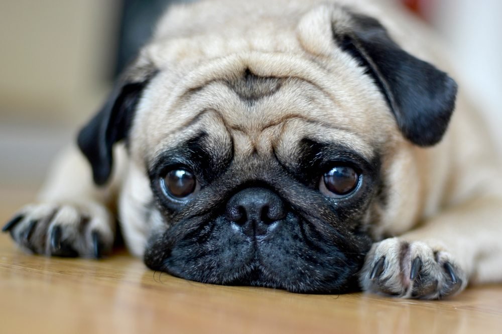 28 Ways Your Pet Is Trying to Say “I Love You”