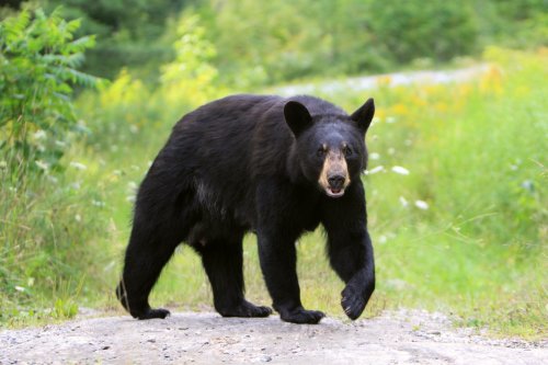 What to Do If You See a Bear—Hint: It May Not Be Your First Reaction