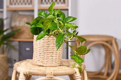 How to Care for a Pothos Plant