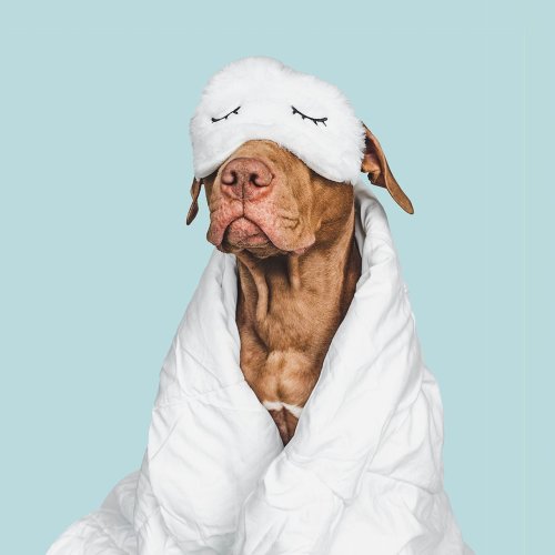 Attention, annoying humans: You may be interrupting your dog's sleep