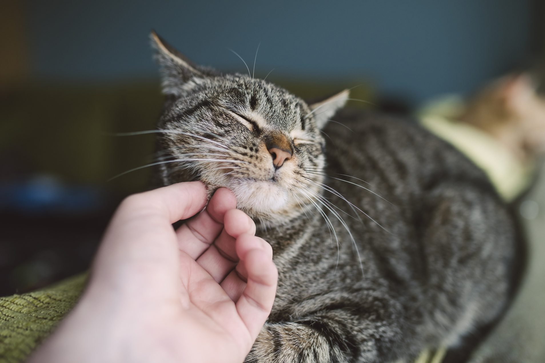 Why Do Cats Purr? The Reasons Behind It